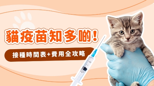 圖片 貓咪預防針多久打一次？貓三合一疫苗接種時間及費用