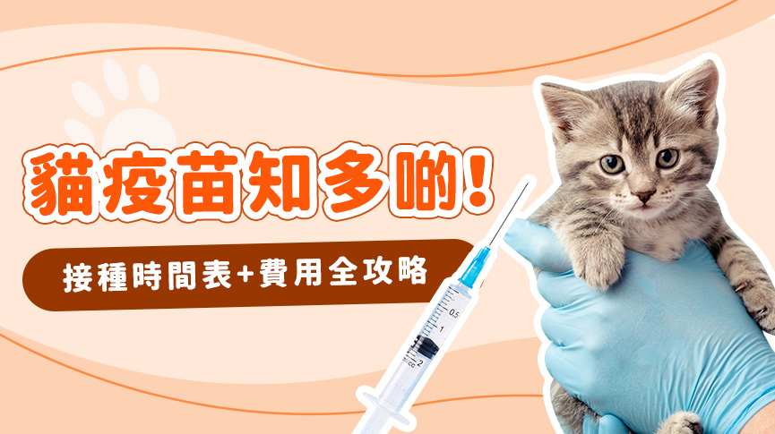 圖片 貓三合一疫苗(FVRCP)價錢| 貓咪預防針接種時間表、邊度打與副作用