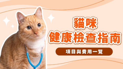 圖片 【貓身體檢查推薦】貓咪多久健康檢查一次？幼貓/新貓/老貓驗身項目及費用