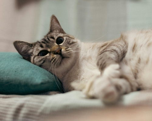 圖片 【香港貓酒店推介】最新貓酒店價錢/收費一覽：港島九龍邊間好？