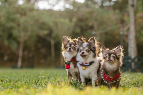 圖片 香港寵物攝影推薦| 7大人氣Studio及套餐收費比較| 寵物寫真拍攝貼士