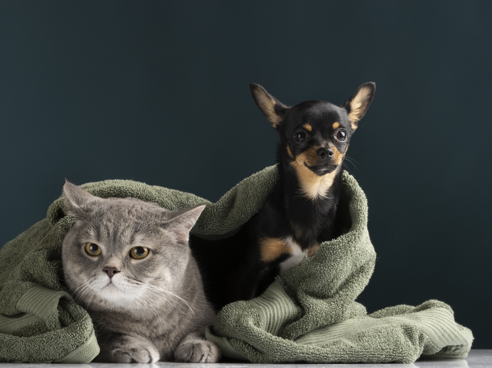 Picture of How to Take Pet Photos? 8 Pet Photography Tips | Essential Knowledge for Family/Wedding/Outdoor/Studio Cat and Dog Photography