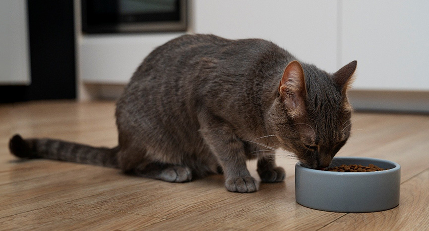 圖片 2026貓糧推薦 | 貓糧邊隻好？13款營養、成分、價錢比較大公開