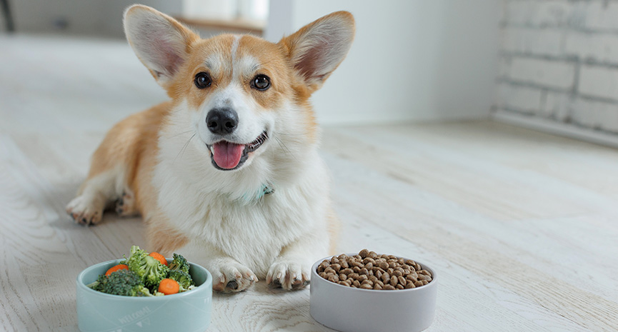 圖片 狗糧怎樣揀？幼犬、老犬、大型犬、小型犬營養重點| 附健康檢查建議