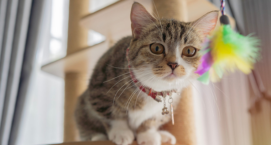 圖片 【貓cafe香港】4大貓cafe推介：灣仔/旺角地址、最新價錢及領養貓咪資訊