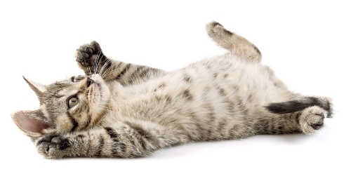 圖片 【貓絕育價錢2025】貓女/公貓絕育費用、好處與最佳結紮年齡