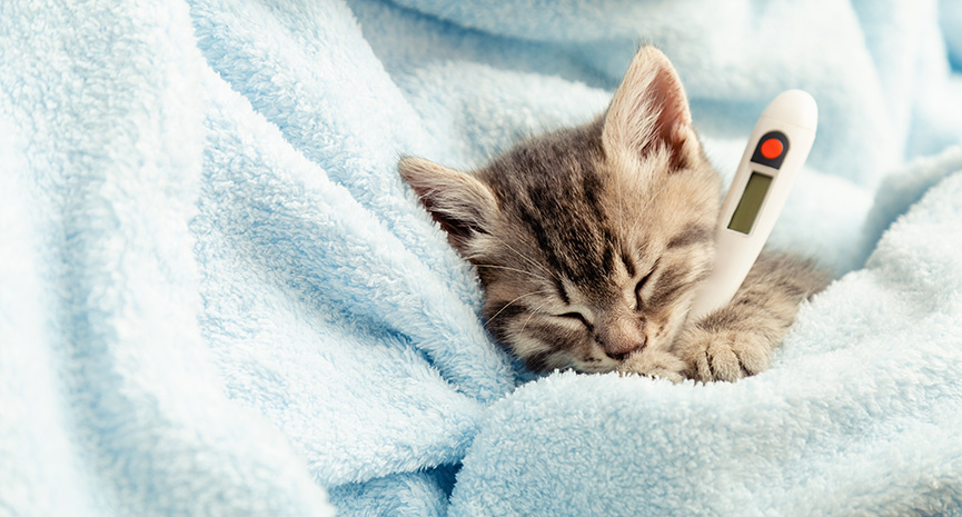 Picture of Cat Sickness | Cat with Stomach Ailment, What's the Best Position for a Cat When It's Uncomfortable? 11 Signs of Cat Illness That Shouldn't Be Ignored