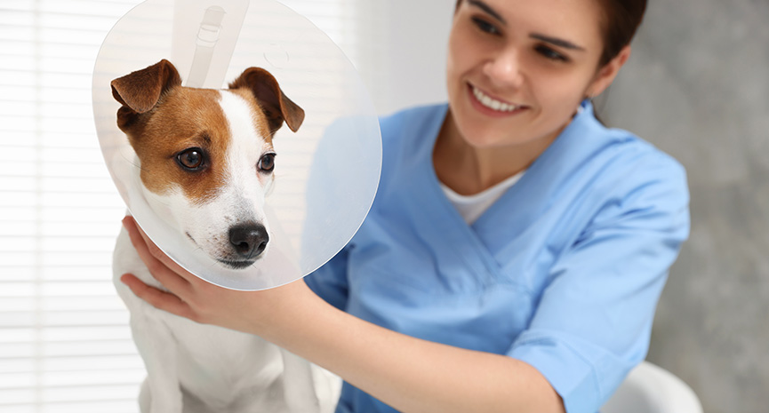 圖片 【狗絕育】狗女/狗公結紮年齡|好處與壞處|香港狗絕育價錢+手術流程+術後護理