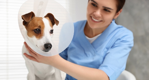 圖片 【狗絕育】狗女/狗公結紮年齡｜好處與壞處｜香港狗絕育價錢＋手術流程＋術後護理