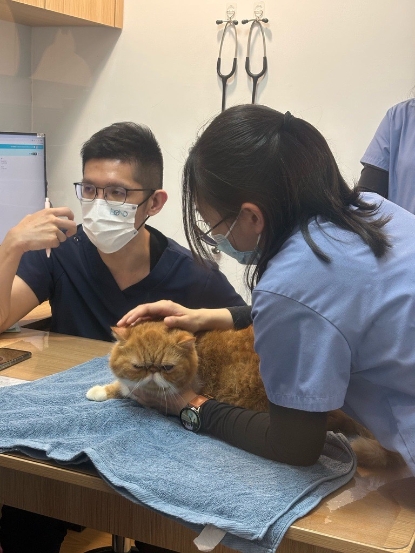 圖片 陪伴小動物與珍禽異獸醫院 小型犬進階身體檢查