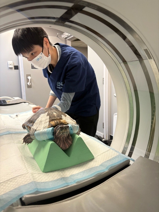 Picture of Bonding Pet And Exotic Animal Hospital - Anniversary Celebration Feline Body Check