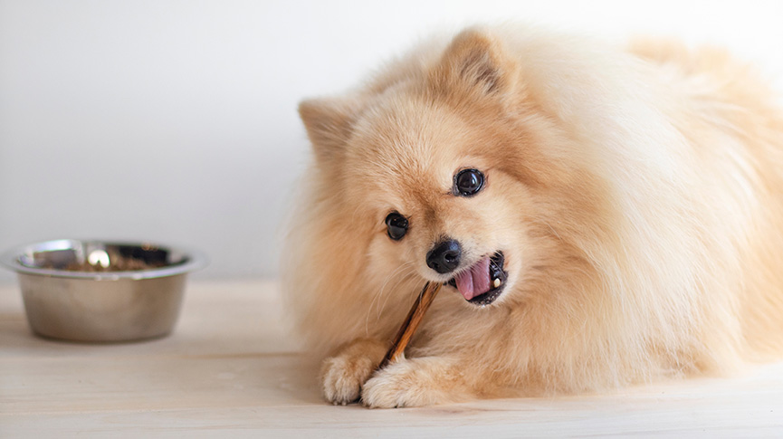 圖片 狗零食怎麼揀?幼犬、老狗、風乾、自製零食推薦+健康檢查貼士