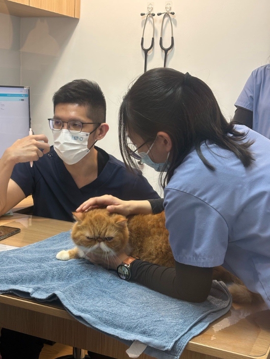 Picture of Bonding Pet And Exotic Animal Hospital - Anniversary Celebration Small Mammals Body Check