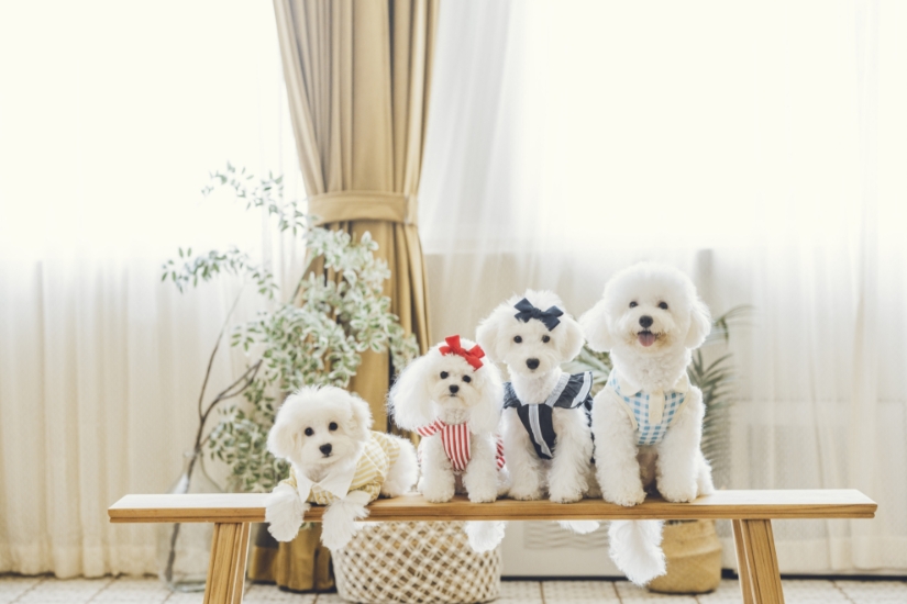 Picture of The House Pet Photography Service - [📸FESTA with THE HOUSE🐾] | Pet Photography