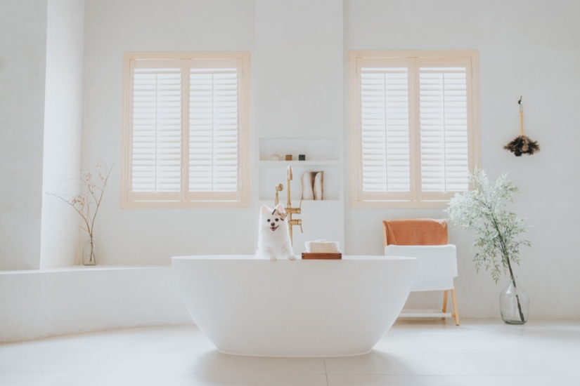 Picture of The House Pet Activity Venue Service - Full House - Living & Bathroom