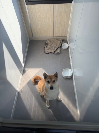 Picture of Shibaraku - Dog Training (60 Minutes)