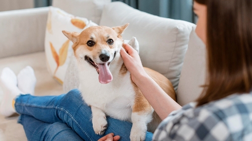 圖片 香港寵物保險全攻略2026︱保費與保障詳盡比較