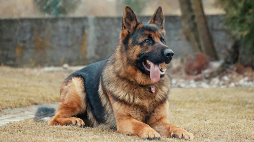 圖片 德國牧羊犬忠誠聰明唔易養？性格分析| 飼養貼士及健康檢查建議
