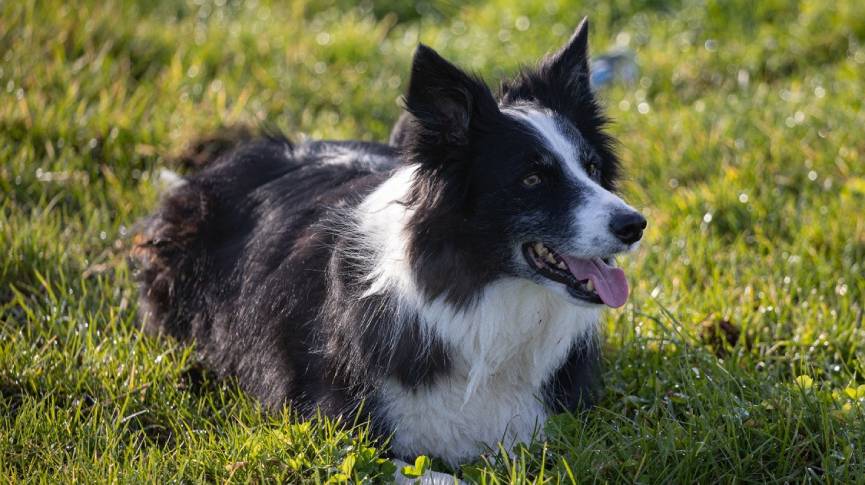 圖片 【邊境牧羊犬】狗界愛因斯坦| 深入了解邊境牧羊狗性格與運動量