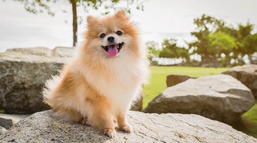 圖片 博美犬松鼠狗分別是什麼？松鼠狗常見健康問題| 飼養貼士
