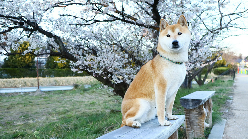 圖片 柴犬雖可愛但固執 | 柴柴智商性格大解構 | 健康須知及飼養貼士