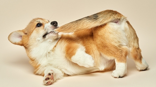 圖片 短腿哥基犬有尾定冇尾？一文解讀性格特點、掉毛情況及體檢建議