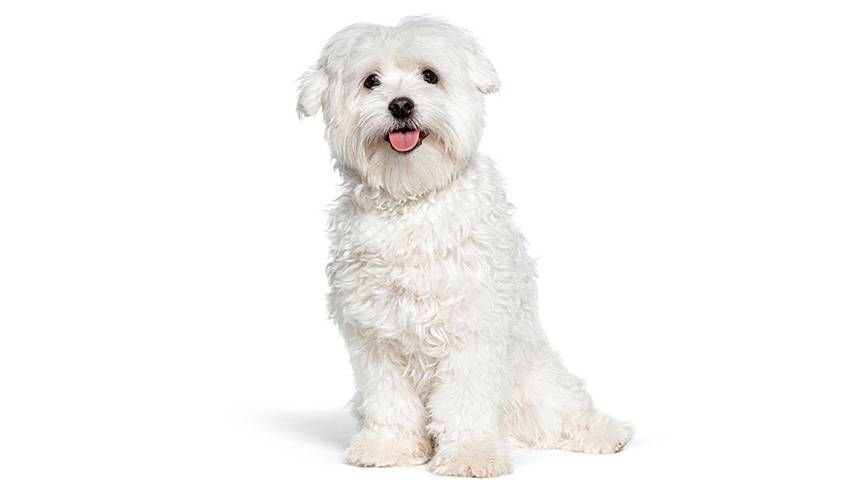 圖片 【潔白小天使】摩天使犬性格|  飼養建議| 健康問題檢查清單
