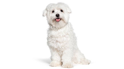 圖片 【潔白小天使】摩天使犬性格|  飼養建議| 健康問題檢查清單