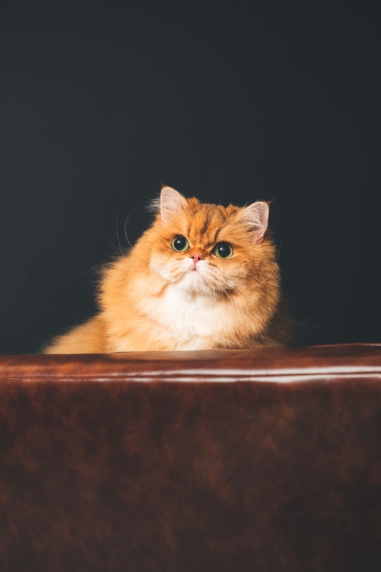 Picture of HEYHAYFOTO Pet Photography