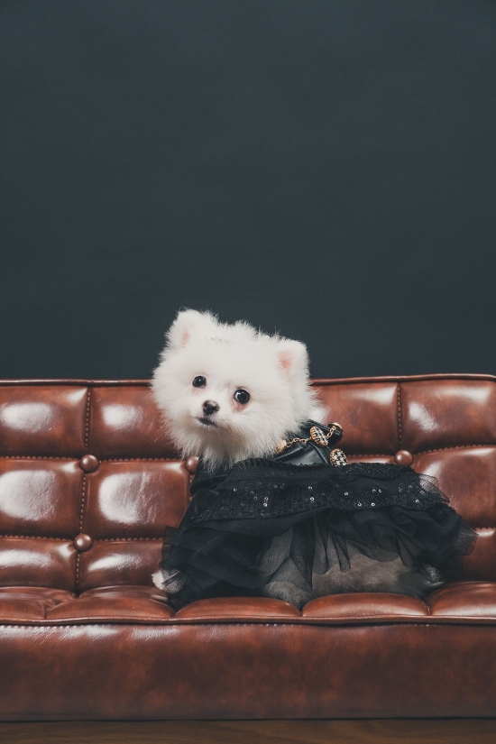 Picture of HEYHAYFOTO Pet Photography