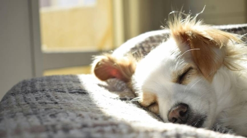 圖片 【寵物火化 vs 土葬】香港寵物善終方式比較| 流程、價錢及環保選擇