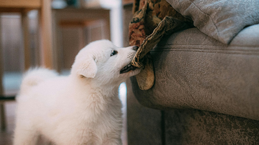圖片 狗狗亂咬家具怎麼辦?5大原因| 防咬用品推薦| 訓練貼士