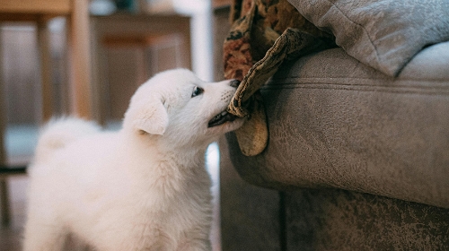 圖片 狗狗亂咬家具怎麼辦?5大原因| 防咬用品推薦| 訓練貼士
