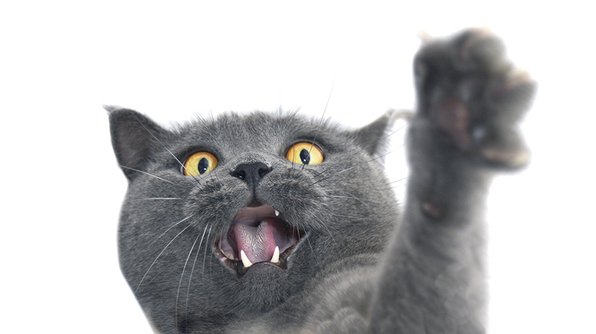 圖片 貓咪亂抓家具怎麼辦?拆解5大原因| 訓練方法及防抓對策推介