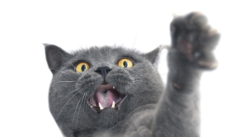 圖片 貓咪亂抓家具怎麼辦?拆解5大原因| 訓練方法及防抓對策推介