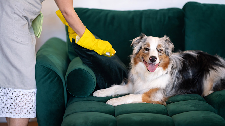 圖片 【寵物掉毛清潔指南】掉毛原因| 家居清潔方法| 吸毛神器推薦