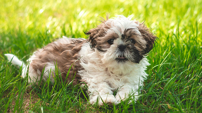 圖片 【西施狗飼養全攻略】性格分析| 掉毛情況| 健康檢查與飼養貼士