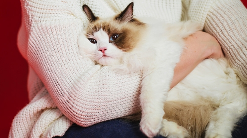 圖片 布偶貓適合新手嗎？掉毛、體檢、冷知識及飼養懶人包