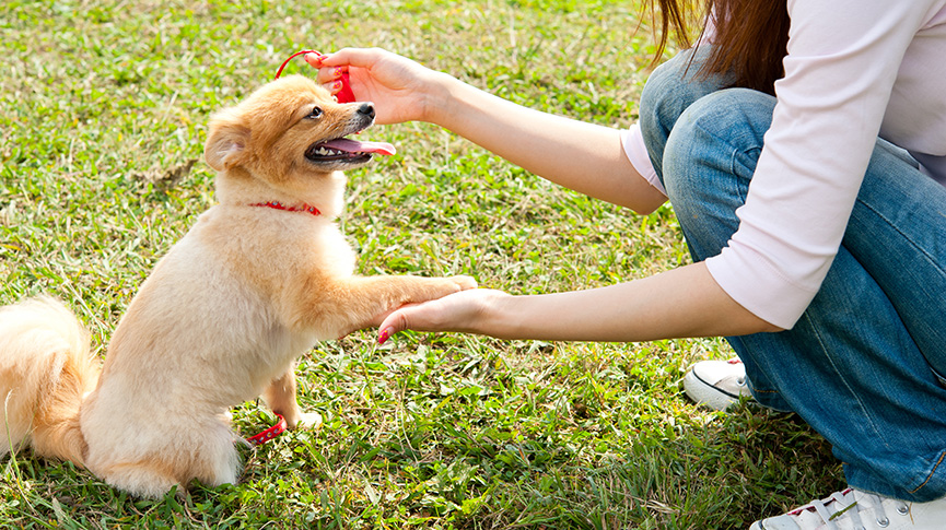 圖片 10種狗狗心臟病症狀 犬隻心臟檢查、預防及照顧指南
