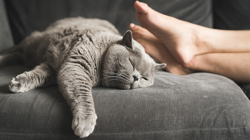 圖片 寵物家居除臭方法全攻略| 天然 vs 化學除臭劑比較| 安全使用貼士