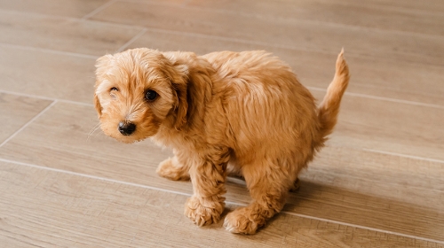 圖片 狗狗亂大小便怎麼辦?定點訓練技巧| 常見錯誤分析