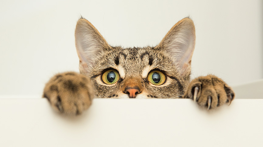 圖片 貓咪怕陌生人怎麼辦?貓貓怕生埗原因、行為表現及改善建議