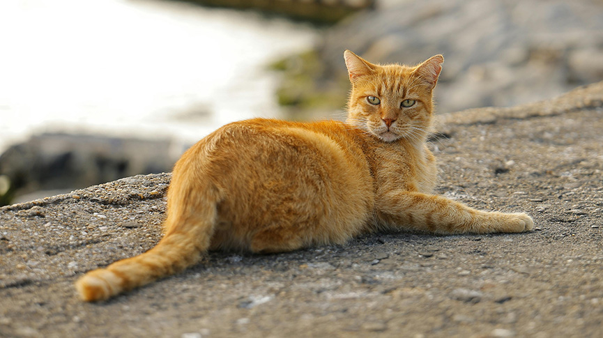 圖片 【唐貓飼養指南】「港短」性格、壽命、健康問題及飼養FAQ