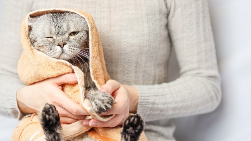 圖片 貓傷風怎麼辦？8種貓感冒症狀| 貓流鼻水、打乞嗤會自愈嗎