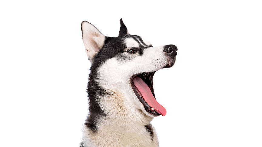 圖片 狗狗亂吠怎麼辦？5大原因| 訓練方法| 安撫技巧全攻略