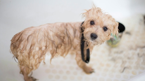 圖片 狗狗洗澡全攻略| 多久沖一次？正確步驟及注意事項一覽