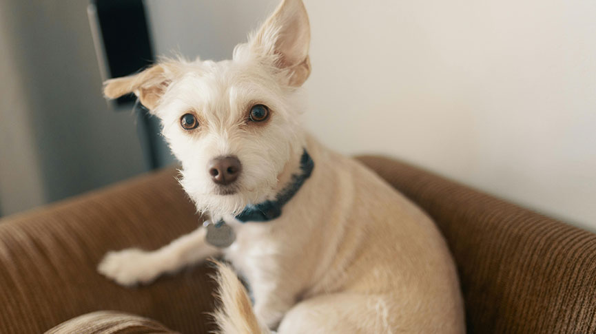 圖片 狗狗耳炎怎麼辦?耳朵清潔方法、常見症狀及預防貼士