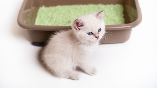 圖片 貓咪不進貓砂盆？9大原因| 改善方法| 常見錯誤與FAQ