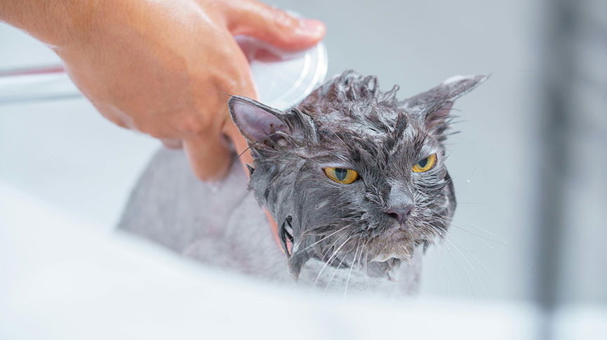 圖片 貓咪不愛洗澡怎麼辦？貓貓乾洗方法| 安撫技巧| 用品推薦