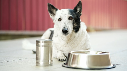 圖片 狗罐頭選購指南| 主食罐及副食罐差異| 餵食及安全成分解析